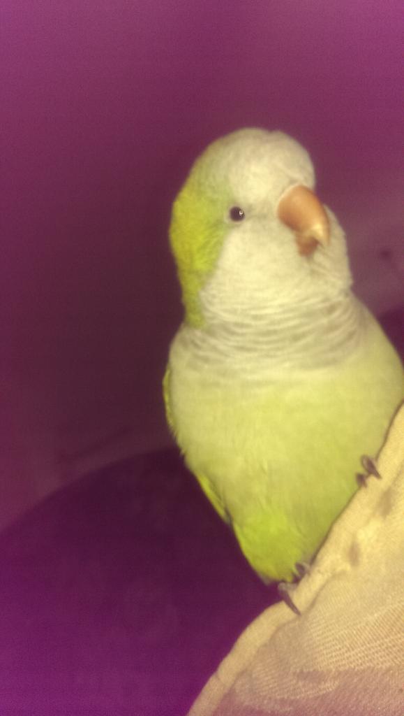 yasming84's tweet photo. Should be getting my lunch ready for 2moz &amp;doing washing,but instead I'm watching #petsmakeyouLOL &amp;annoying my birdie http://t.co/OSVJwFRenH