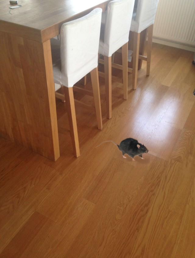angergard's tweet photo. Just nu när jag lurar mamma att vi har en råtta hemma, bilden är redigerad men tydligen så ser hon inte de😂 http://t.co/MgaNRViBMl
