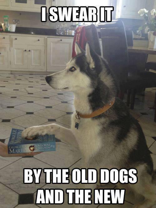 By the old gods and the new.
ziboff.com/story/3378/by-…
#zib #got #ziboff #funny #dog #doggy #animals