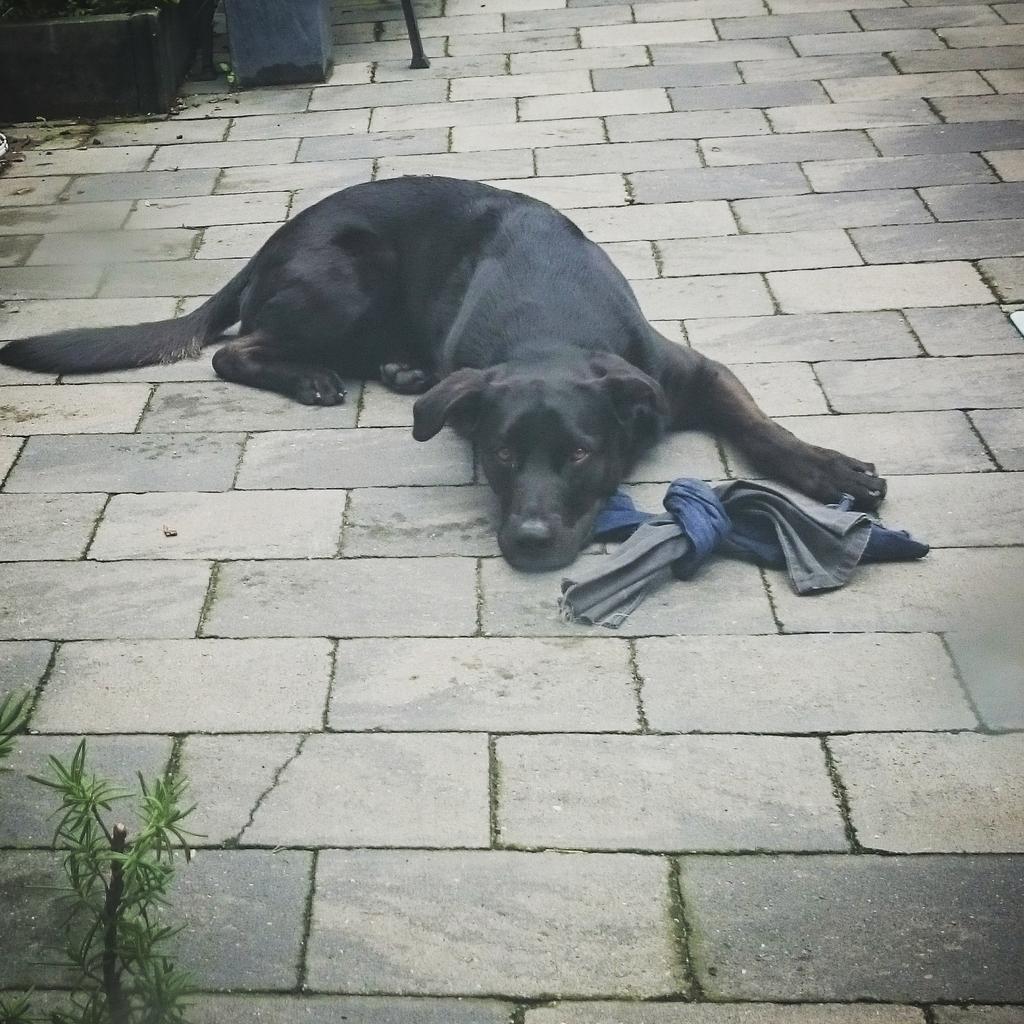 Weet zeker dat t <a href="/Thomas_Segers/">Thomas Segers Foto</a> was bij het stoplicht waar ik v jou niet nr toe mocht! Nee, ik laat me niet omkopen