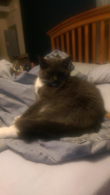 Chris Elkins’s pics and videos