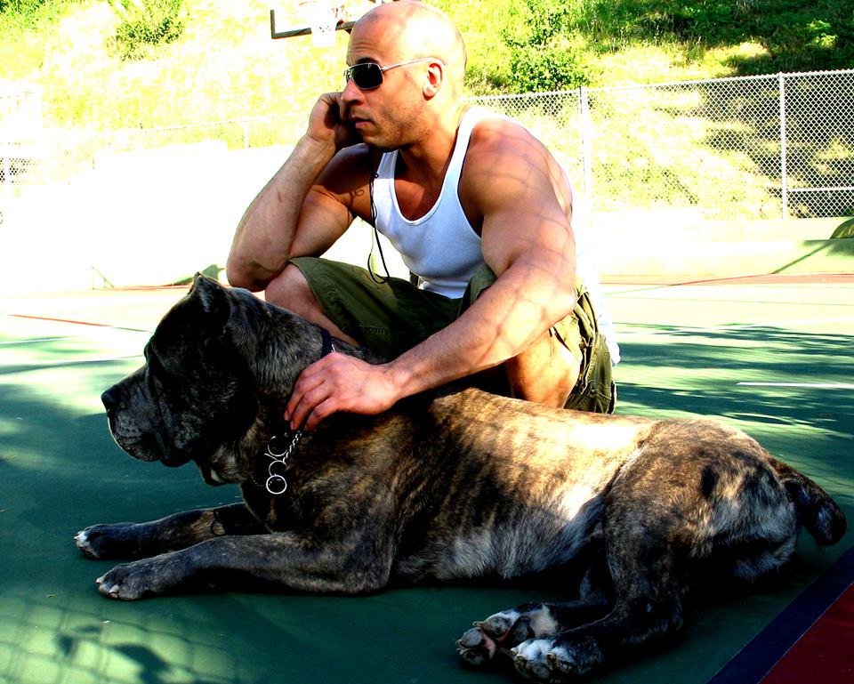 I Love Pitbulls tweet media