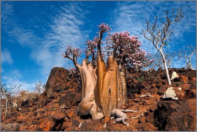 enciktravel's tweet photo. Pulau Socotra, Yaman. Pokok-pokok di sana berbentuk ganjil dan berusia sehingga 20 juta tahun. Unik! http://t.co/gLiPPwuROy