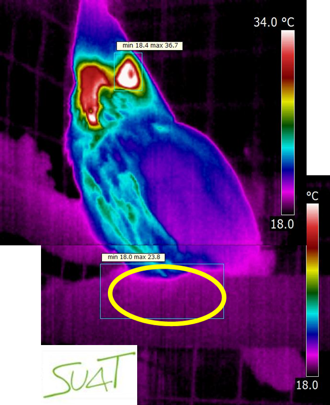 Termografía SUAT tweet media