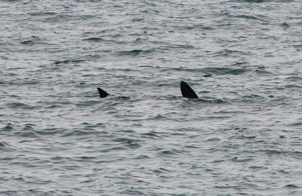 CannaFolklore's tweet image. #MyBigBlue #basking #shark seen off Tarbert beach on #Canna on Sunday!  Watched it for an hour #BigBlueUK