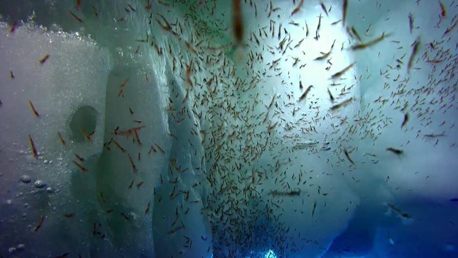 Nnaguet's tweet photo. [A voir] Demain soir "Krill, le secret de la banquise" sur @ARTEfr http://t.co/fjhpaMHdZH > et s'il disparaissait...? http://t.co/aMvARkxdV1