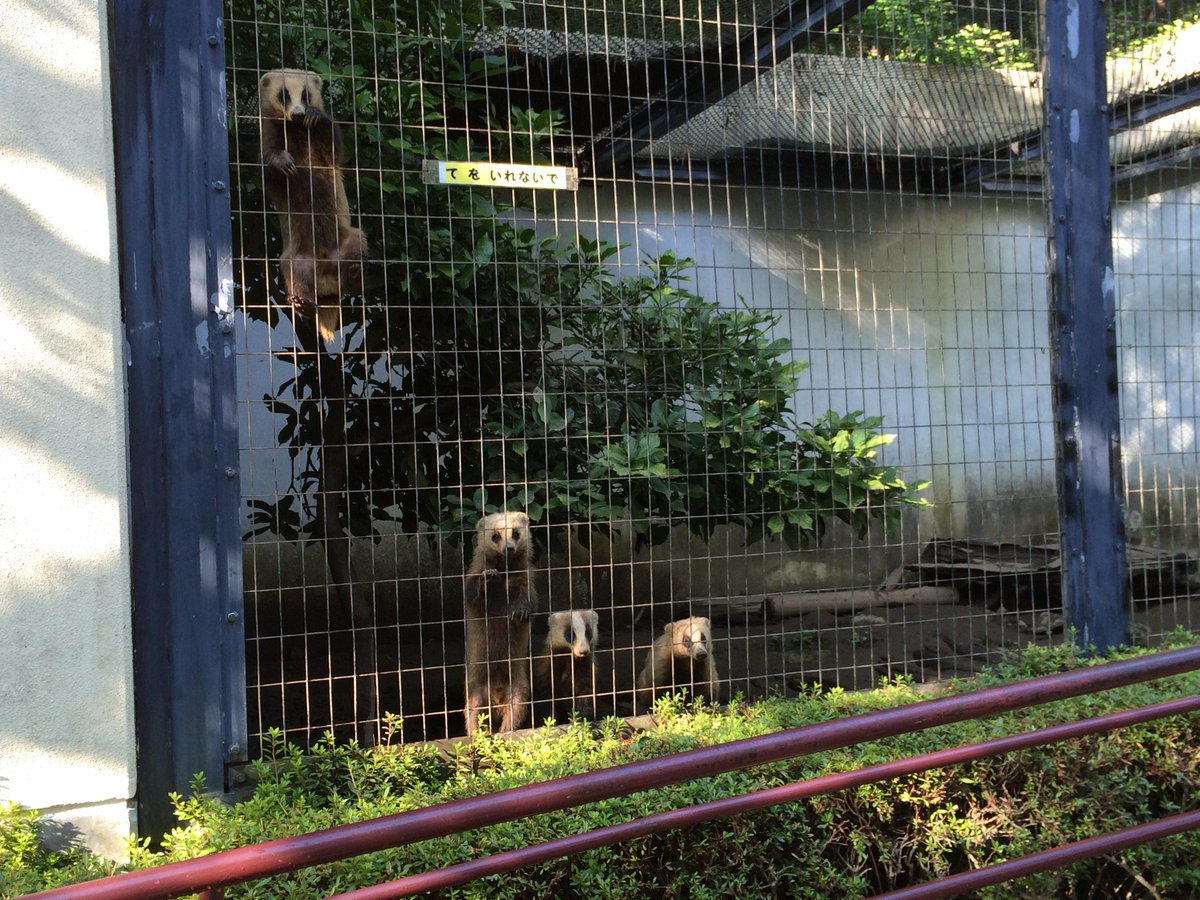 アナグマ 盛岡