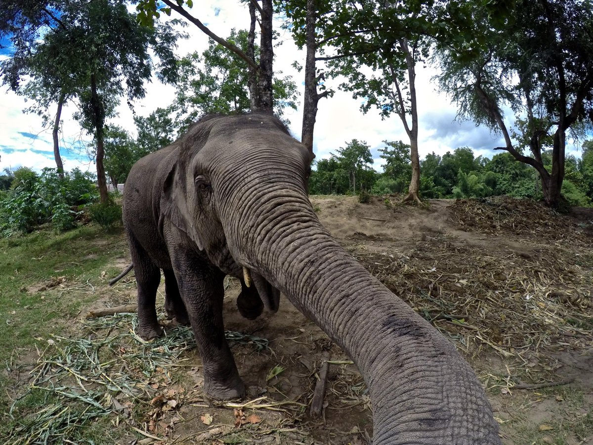 ElephantsWorld1's tweet photo. Johnny knows how to take selfies. http://t.co/YUsWMZxg7D