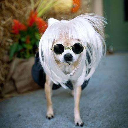 Channel7's tweet photo. From dogs in frocks to ballerina hamsters, we’re going gaga over pets that make us giggle! #PetsMakeYouLOL starts now http://t.co/vQ1abfb6gw