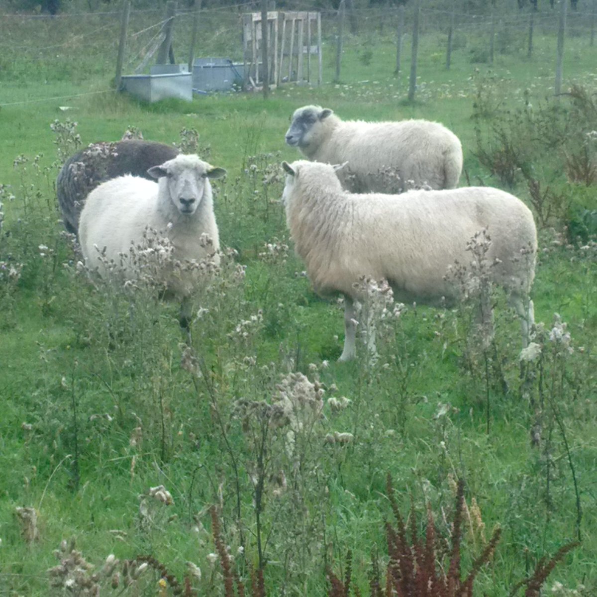 Ightham tiger 1200 (@ighthamlamb) on Twitter photo 