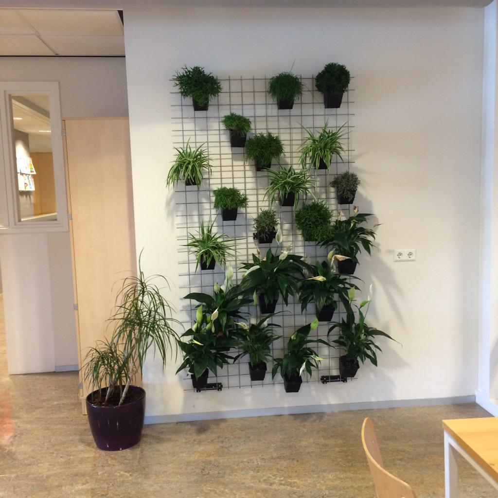 Groene wand  van <a href="/AmbiusNederland/">Ambius Nederland</a> geplaatst. Met lekker veel zuurstofplantjes.#klimaat