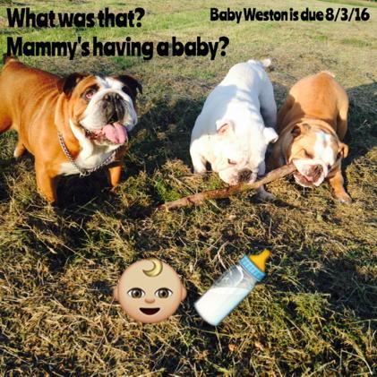 Stephen Weston (@wesley2323) on Twitter photo 