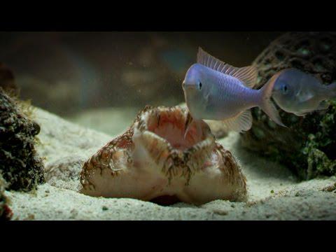 The Tasselled Wobbegong Shark Lures in Prey for Ambush vid.staged.com/H38q #Trucks #rodeo