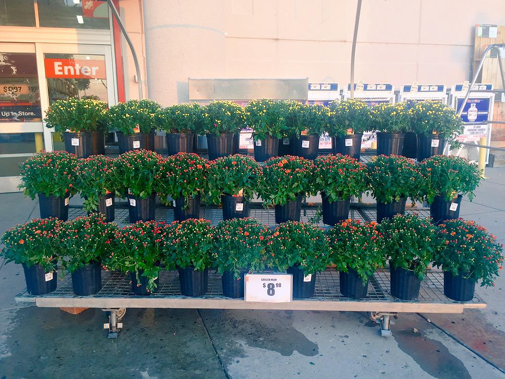 Home DepotAmarillo on Twitter "Fall mums have arrived at The Home
