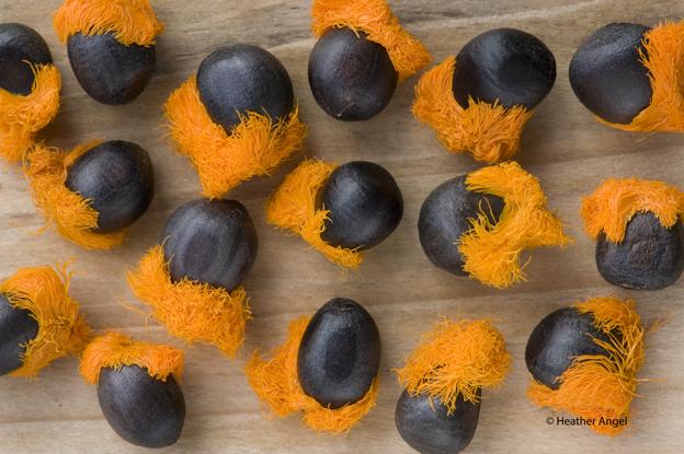 angelantics's tweet image. Orange wig-like edible structure on bird of paradise Strelitzia seeds attract animals that dipserse them #Macro