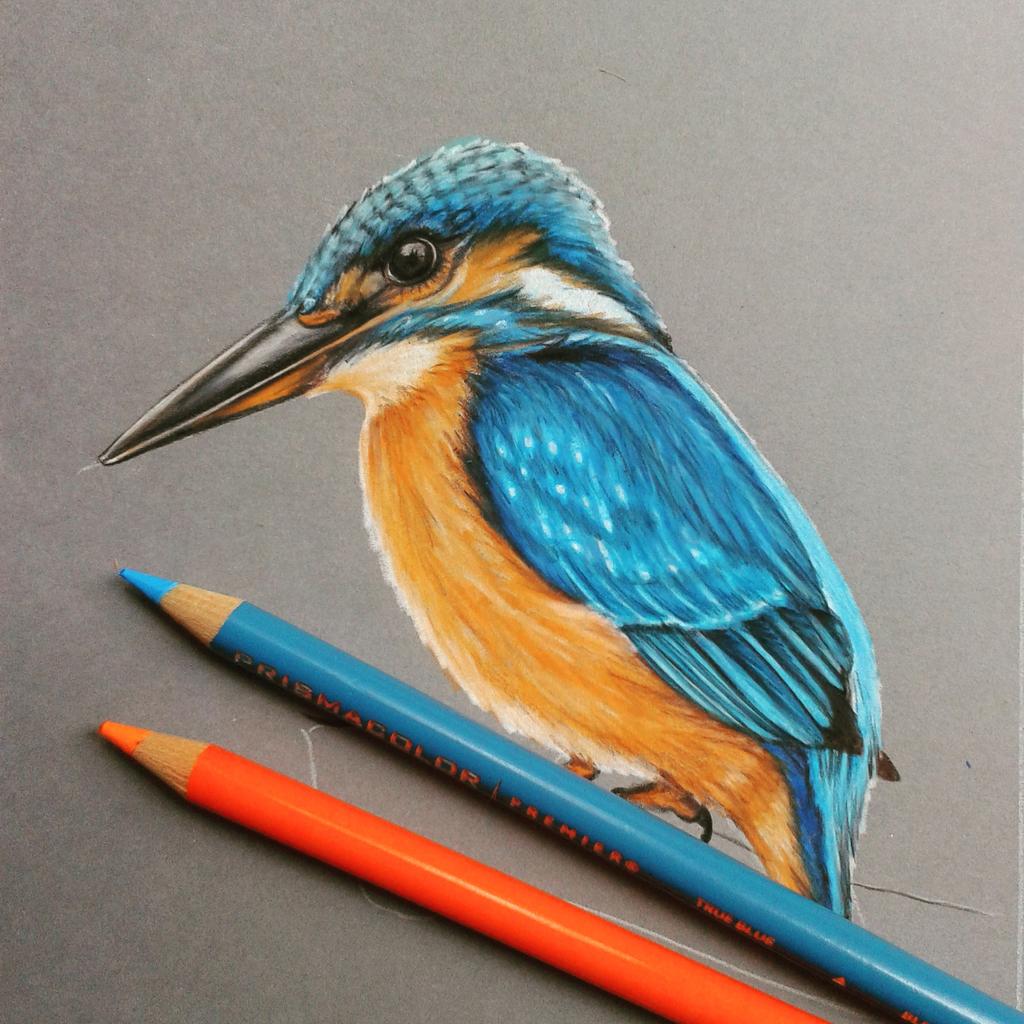 Rainy Day Doodling #kingfisher #wildlife #twitterart