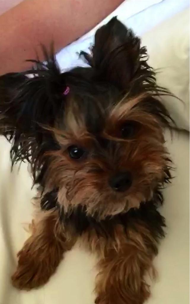 AlizeiaSme's tweet photo. Mi pequeñusa... 💖🌟 http://t.co/UtqFgYlYwz