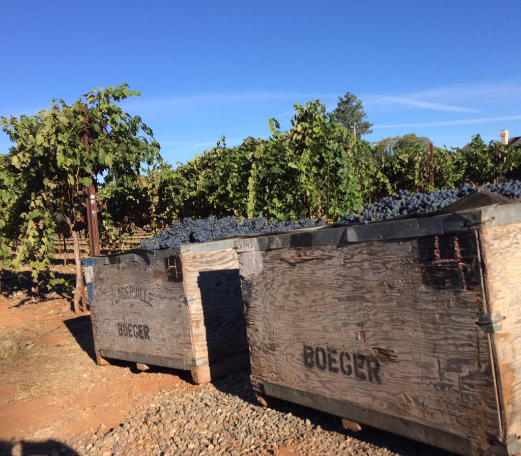 TheWineWife's tweet photo. Gorgeous morning to watch #barbera #grapes come in @BoegerWinery #harvest2015 #wine http://t.co/ZFdAnuCOR9