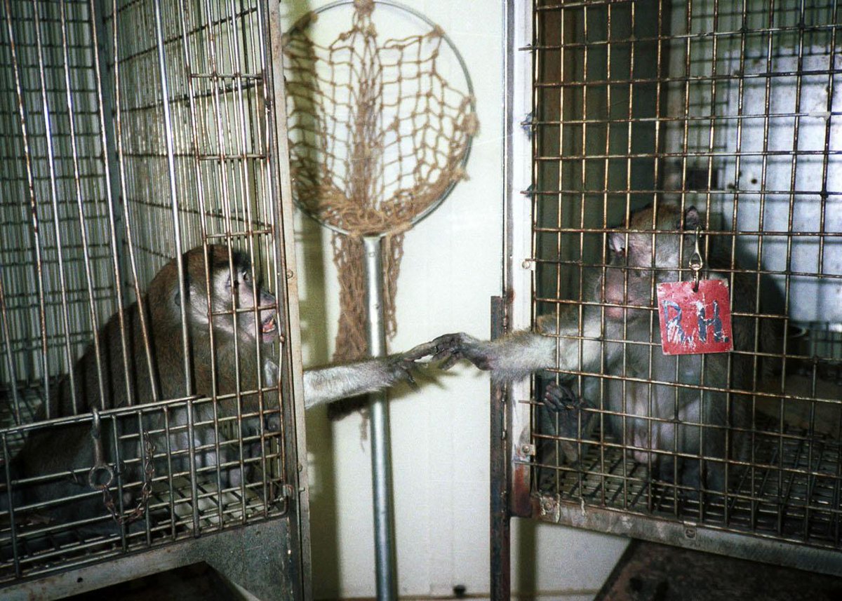 TMC1982's tweet image. Retweeted PETA (@peta):

#SolveMyProblemsIn4Words: Stop all animal tests.  fb.me/1E876Jx1F