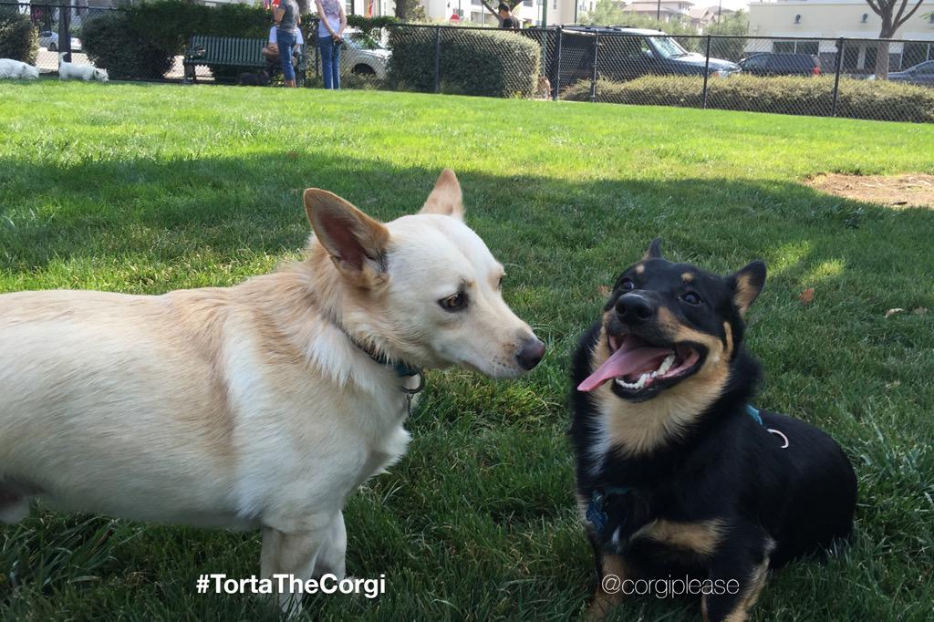 CorgiPlease's tweet image. Barley is concerned about #TortaTheCorgi #tongue this #Tuesday. #😝 #TongueOutTuesday #corgi #inspector #meetups #pup