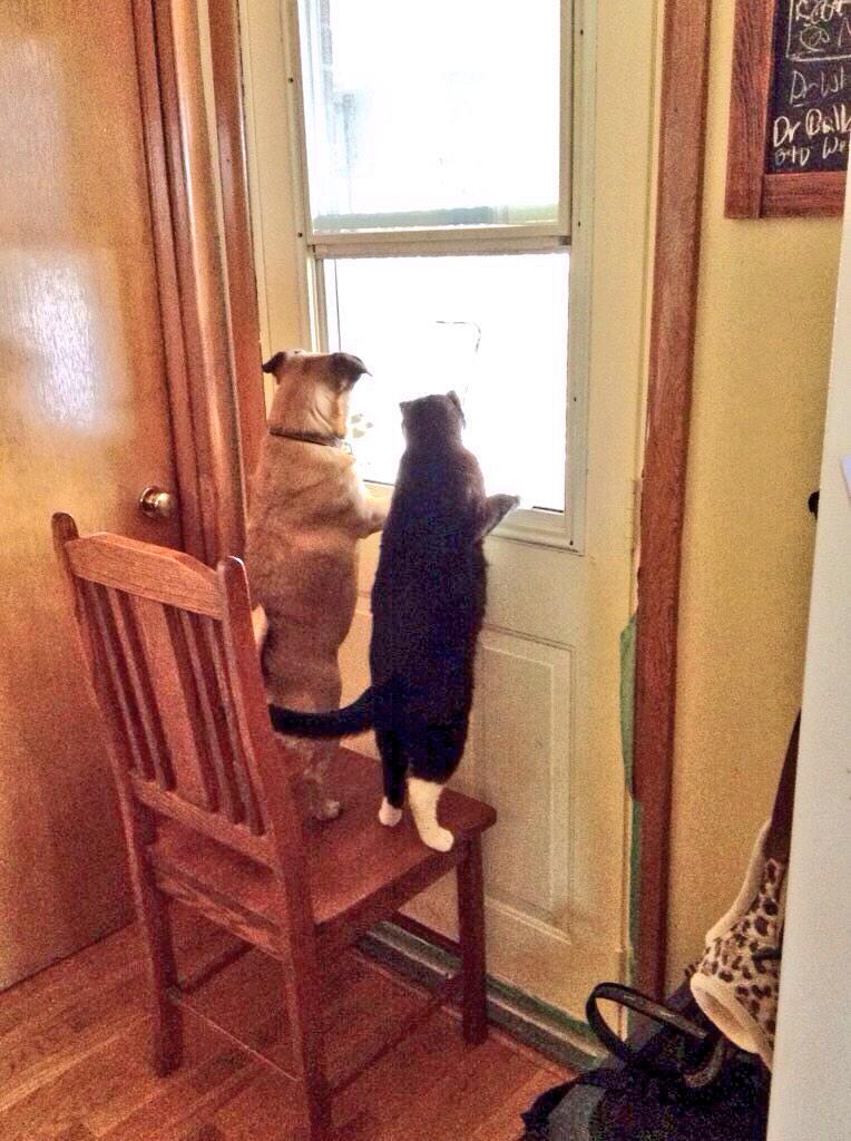 AlexandraLSmit2's tweet photo. Shelter pets love you extra hard b/c they know they're getting a 2nd chance, like these 2 friends. #adoptdontshop http://t.co/fEN2XkmEoA