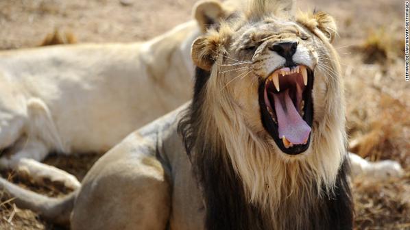 CNN's tweet photo. A lion has killed a safari guide in the same park where #CecilTheLion lived: http://t.co/JBJiWgD8fQ http://t.co/o4xggaMKKl