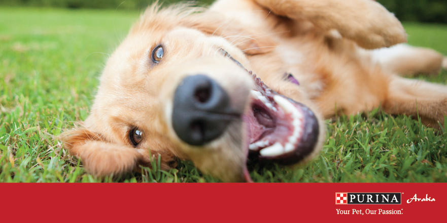 Give your furry friend a new challenge that he'll enjoy! Have you tried dancing together?