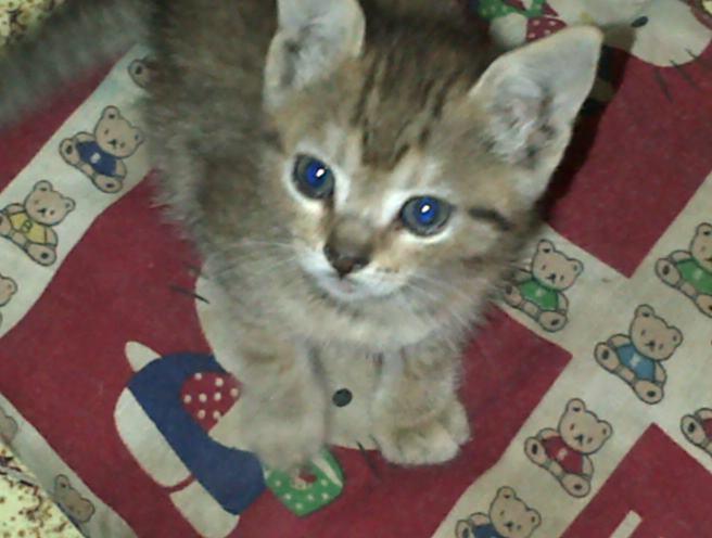 PerroUsuario's tweet photo. #ADOPTA RT @Kamoruco33: en adppc. Bella gatita plza mada parais ccs su hno fue atropeyado 04169180385 ninoska. http://t.co/2a0hyZBip9