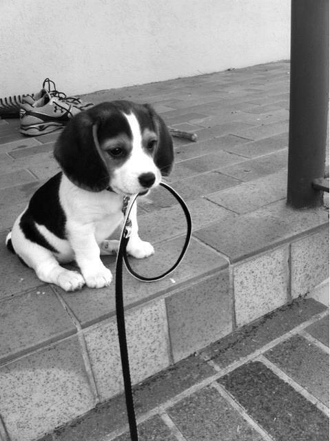 Cutest Animals tweet media