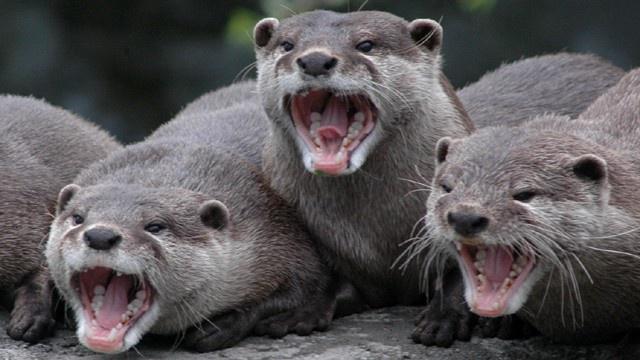 SierraClub's tweet photo. Happy 99th birthday, @NatlParkService! WOO! YEAAA! PARTY!! #NPS99 #FindYourPark http://t.co/62kcNNYodH
