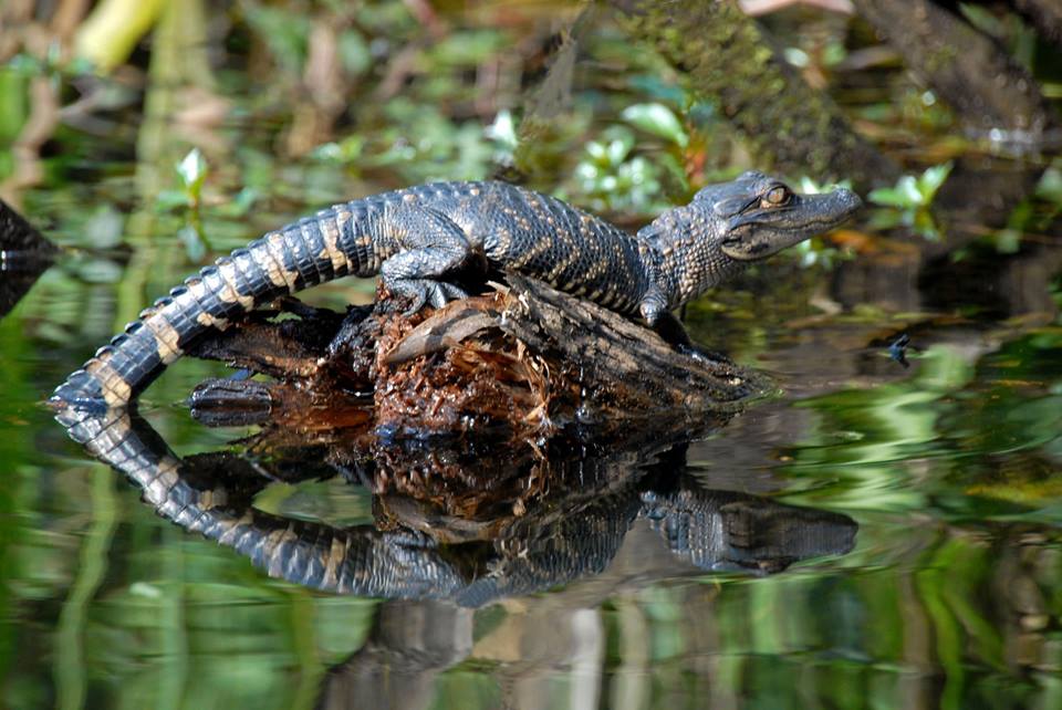 savingFLwater's tweet photo. Check out this little guy. What do you think? Alligator or Croc? Photo Credit: Gene Berryman http://t.co/a6yxTZairC