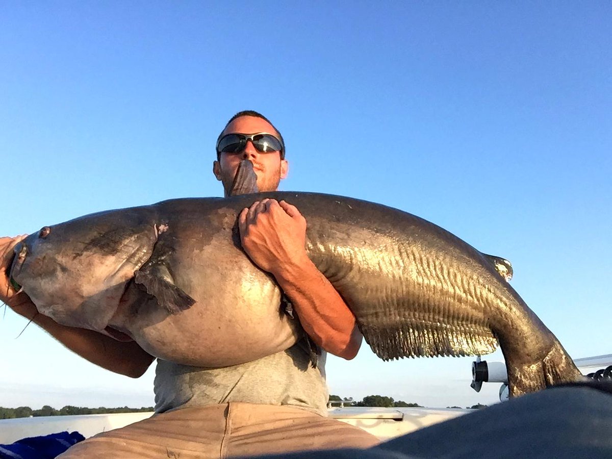 Lake Gaston has spit out another huge blue catfish, this one 81 pounds. Read more....
ow.ly/RlYEj