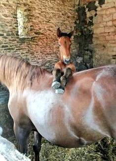 AtTheRaces's tweet photo. You talking to me? http://t.co/6Pi5H2Bzpq