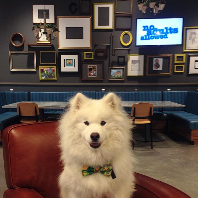 Taking over the teen room at the @bplboston Boston Public Libary! #NoAdultsAllowed #eleventeen #📚 #🐻 #Samoyed #ihea…