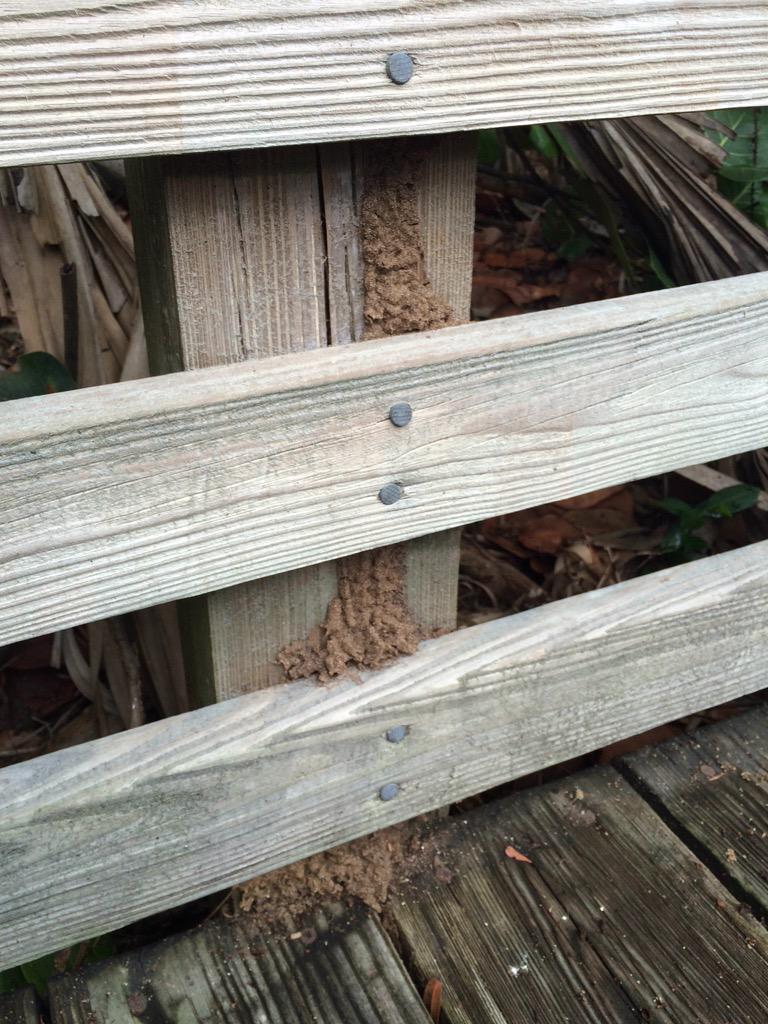 AhobbsRISE's tweet image. .@PestFacts cone head terminates munching on the walkway. #ASPCRO  #RISEontheRoad