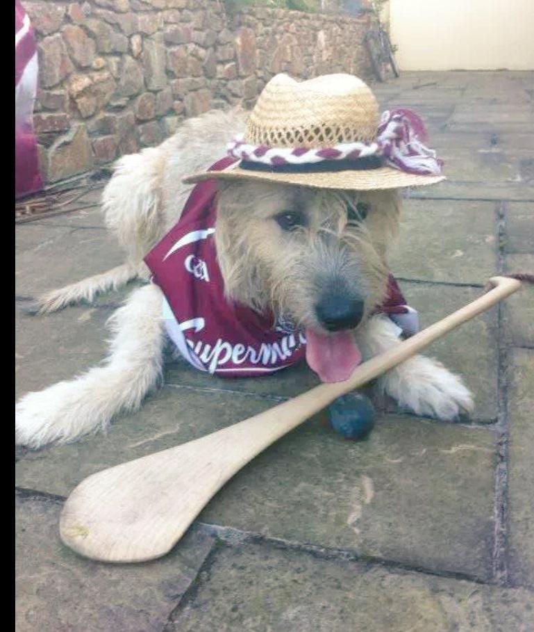 taylorrebecca95's tweet photo. "Bring on the cats" #thejourney #GAA @TheSundayGame @RTEgaa http://t.co/YEw4eK3XPc