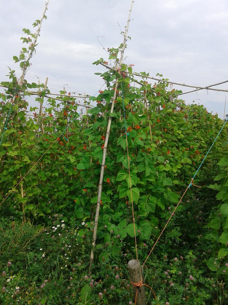 Kollumer pronkboon, een prachtig streekproduct uit De Friese Wouden! Voor <a href="/FreddyBult/">Freddy Bult</a> <a href="/gerbenland/">Gerben Land</a> en <a href="/AukjeWesterhof/">Aukje Westerhof</a>