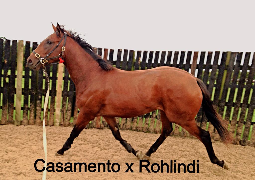 wickhamwicks's tweet photo. @Tattersalls1766 Book 2 Casamento colt x Rohlindi. Homebred first foal from a seriously tough family #excitingboy http://t.co/3kn0tIkUcl