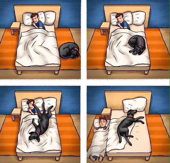 Nico_travelling's tweet image. #dogfriendly #dogs #dogslife #doglovers #sleep #love #live #real #sleepingwithdogs