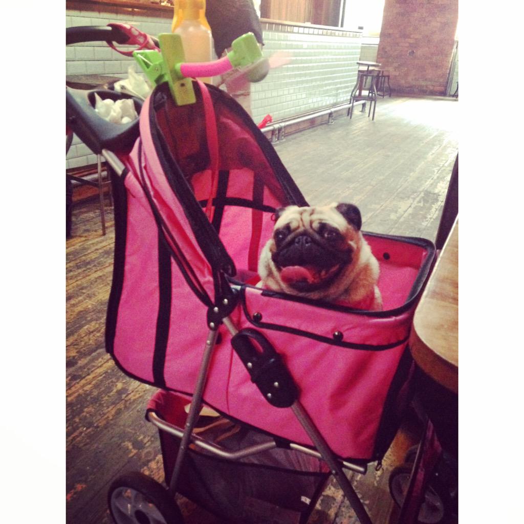 pug in a pram