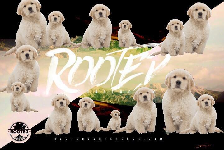 JoshShriner's tweet photo. #WhyILoveRooted Puppies love ROOTED. Puppies love YOU! Rooted makes you happier than a million puppies ever could. http://t.co/7AJZjqvqRJ