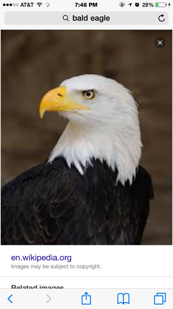 xIm_THAT_LaDy__'s tweet photo. @MIC395 I choose a bald eagle as my spirt animal because they symbolize power, independence, and patriotism. #COM395 http://t.co/wmu4XmAxsW