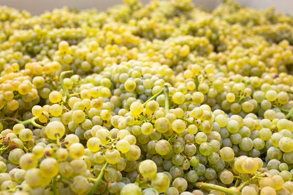 CedarCreekWine's tweet photo. Harvest has officially started! Say hello to our beautiful Chardonnay. #bcwine http://t.co/P7901o4ykN