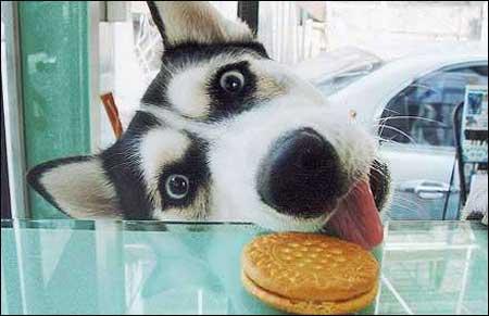 t2manapp's tweet photo. Dog And Cat funny COMPILATION 
https://t.co/6P8krXPFVk

#dogfunny #catfunny #funnyvdo http://t.co/99tVgsfmpM