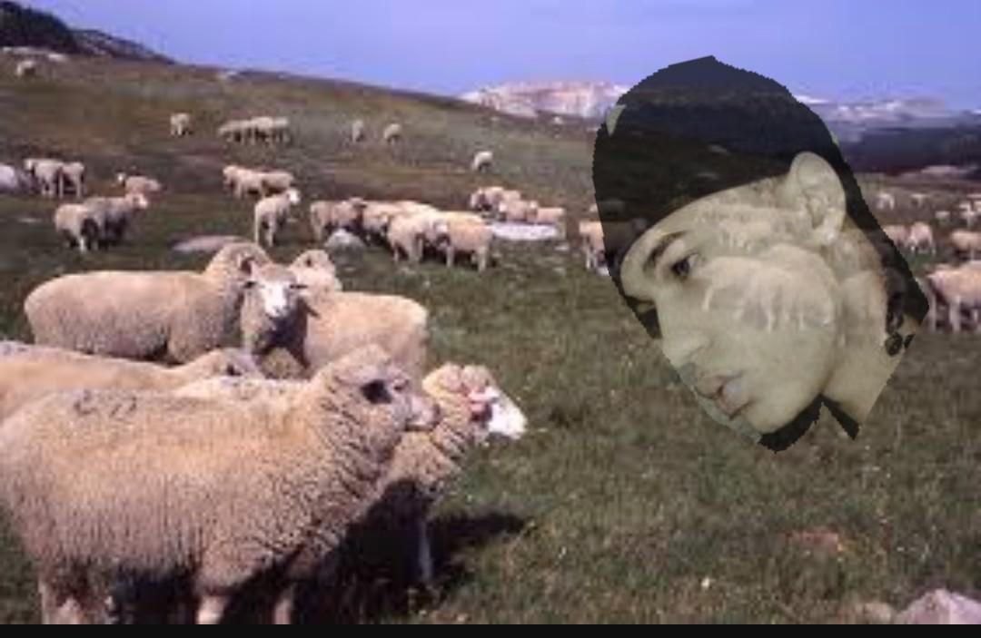 BrandoDaGiant's tweet photo. @cjlow101010 @BoosterDobbs @AntTheH3ro @Greedocity
" speak to me my children" #SheepGod http://t.co/PUdWbvWiiW
