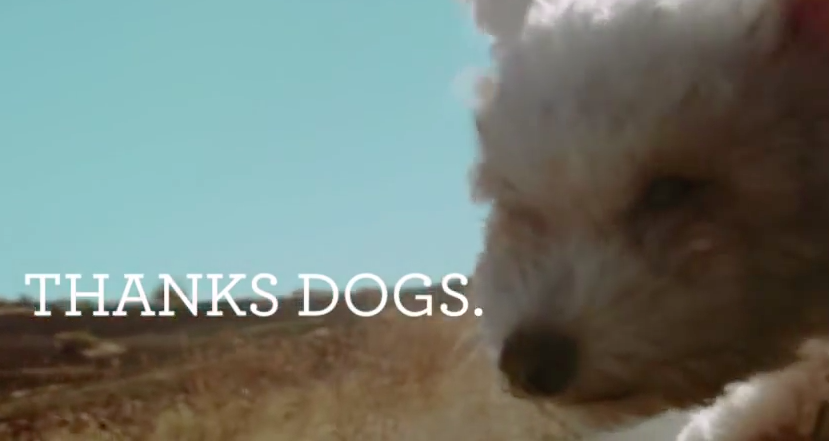 3MillionDogs's tweet image. #RelationshipGoalsIn3Words Watch this video with your dog &amp;gt;&amp;gt;&amp;gt; 3md.co/1gAU9ua #SolveMyProblemsIn4Words