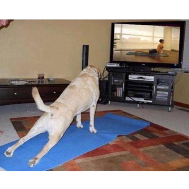 yisucrist's tweet photo. cuando tu perro ase más ejersisio k tú http://t.co/eT4dL393et
