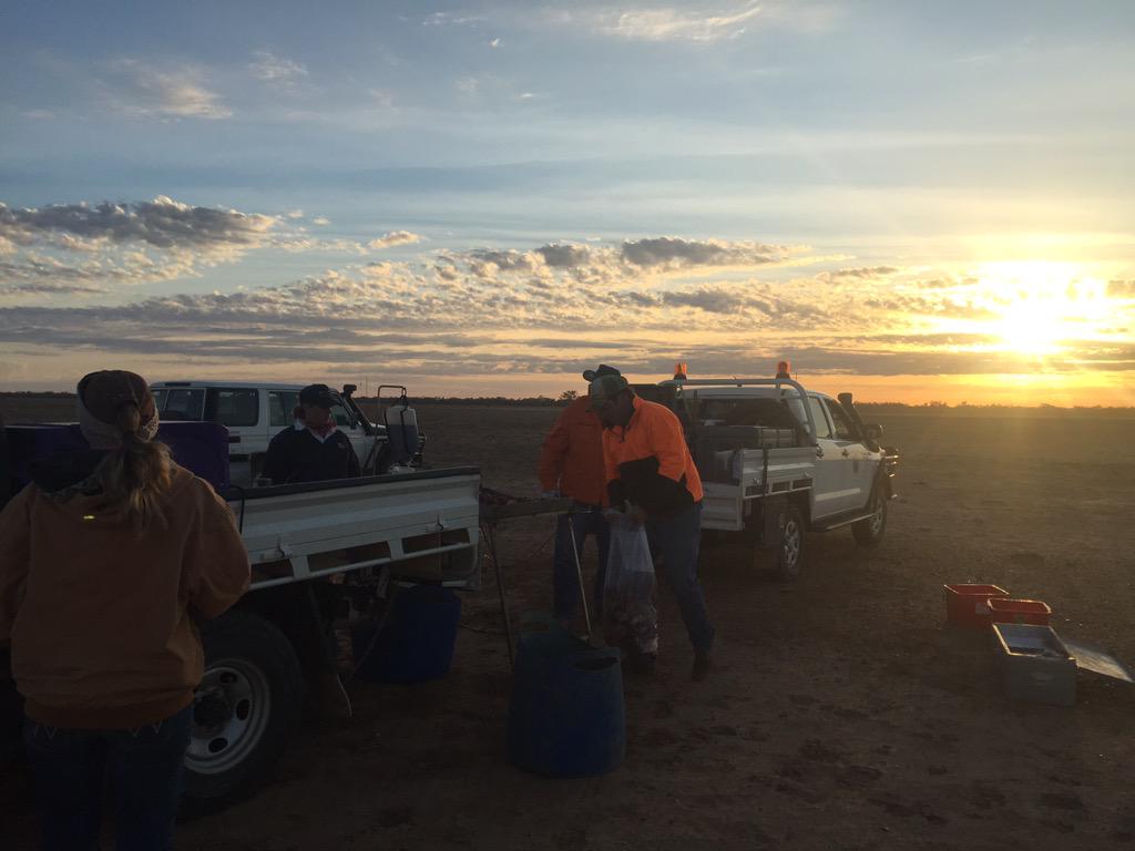 LGAQ's tweet photo. RT @rick_mayor: #viewsfrommyofficewindow #Daylight #wilddogcontrol #wideopenspaces #rainanotherdaycloser #Boulia http://t.co/XkUMgvAQwh