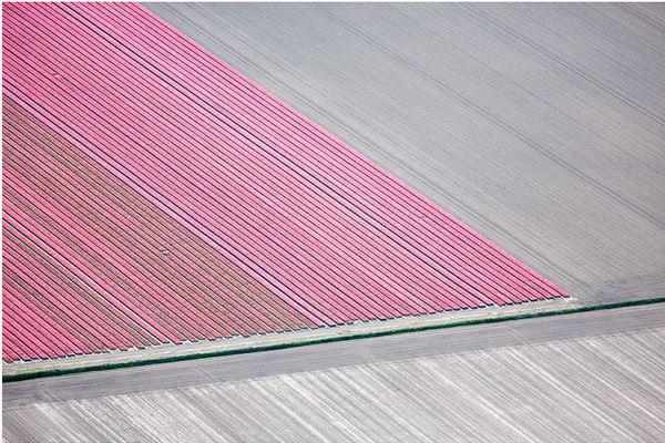 Follow TCLF on #Instagram : bit.ly/1G9Bhui Don't miss an image like this- the Netherlands, Pink Tulip Strips