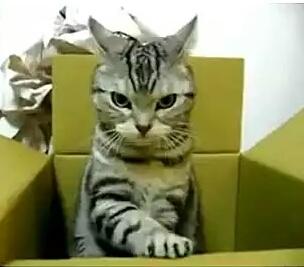 MarigoldMerced's tweet photo. #ThinkOutsideTheBox #Motivation #Bodybuilding #MuayThai #AJMercedes #YouGotThis http://t.co/91EwZvmgXa